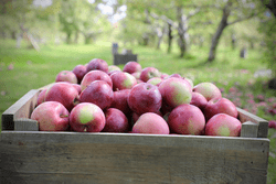 Apples are stacked in a wooden crate outside in an apple orchard on a sunny day.