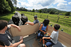 A horse-drawn carriage pulls a family while they look out at cows in a field.