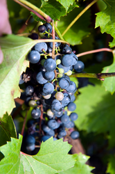 Grapes hang off a vine in the sunlight.