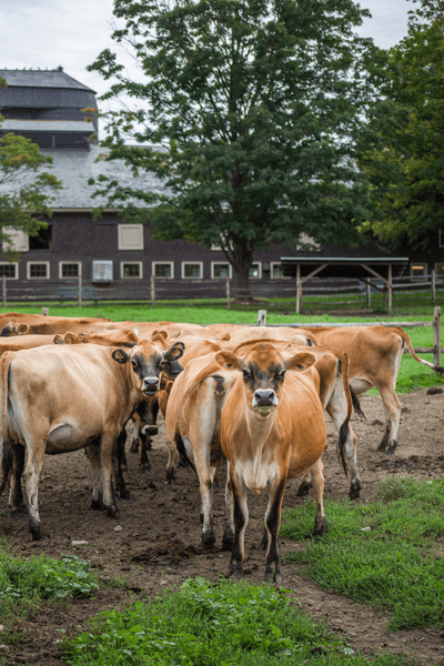 A herd of brown cows in a grassy field outside in the summer.