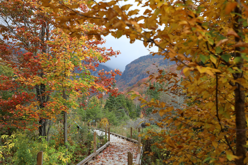 A boardwalk stretches ahead with mountains visible in the distance.