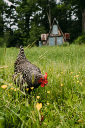 A black and white chicken walks through grass.