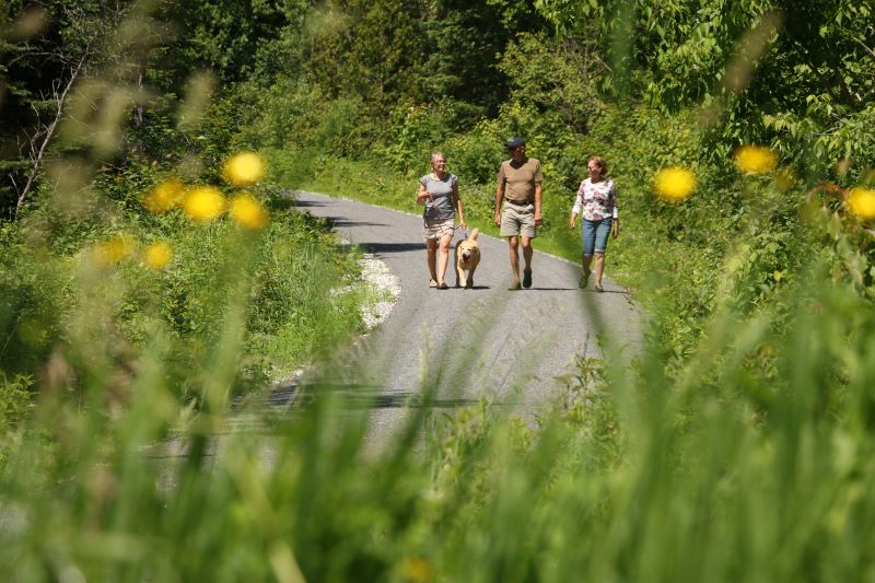  People walk a dog on a leash on a gravel path in the summer.