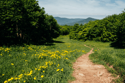 Yellow flowers bloom next to a trail with a mountain peak in the distance.