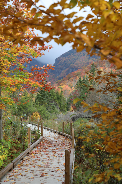 A boardwalk leads to a rugged mountain view in the fall.