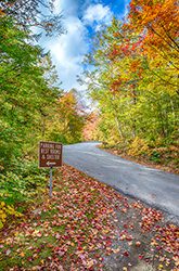 A road lined with green trees turning orange and red for fall.